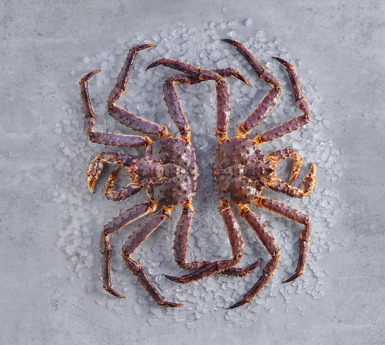 Cengrejo rojo real Noruego