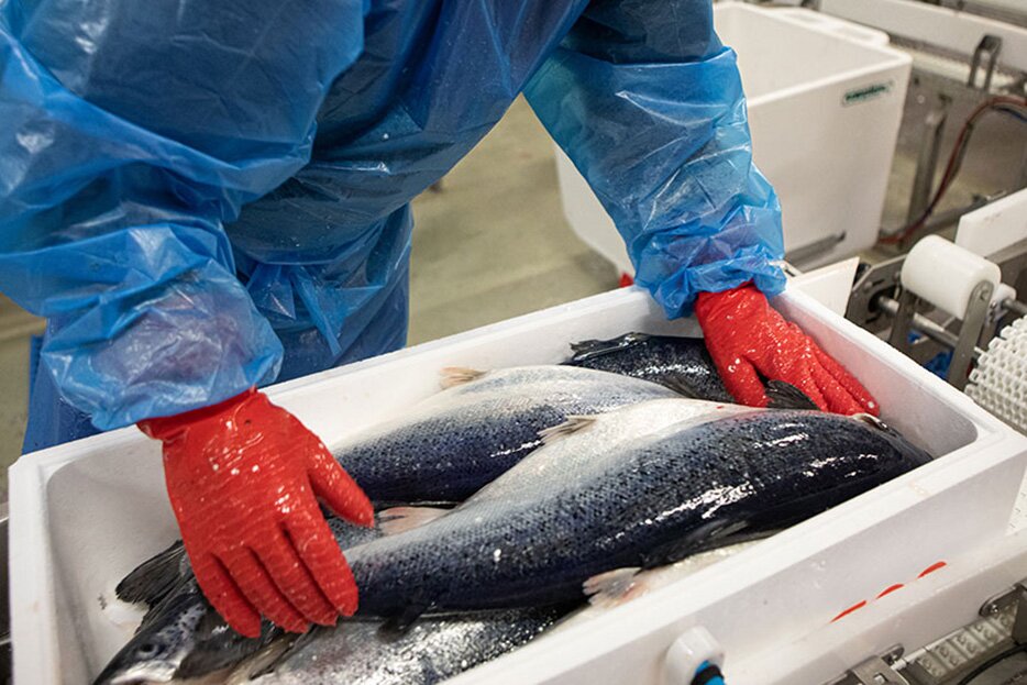 Envasado del salmón