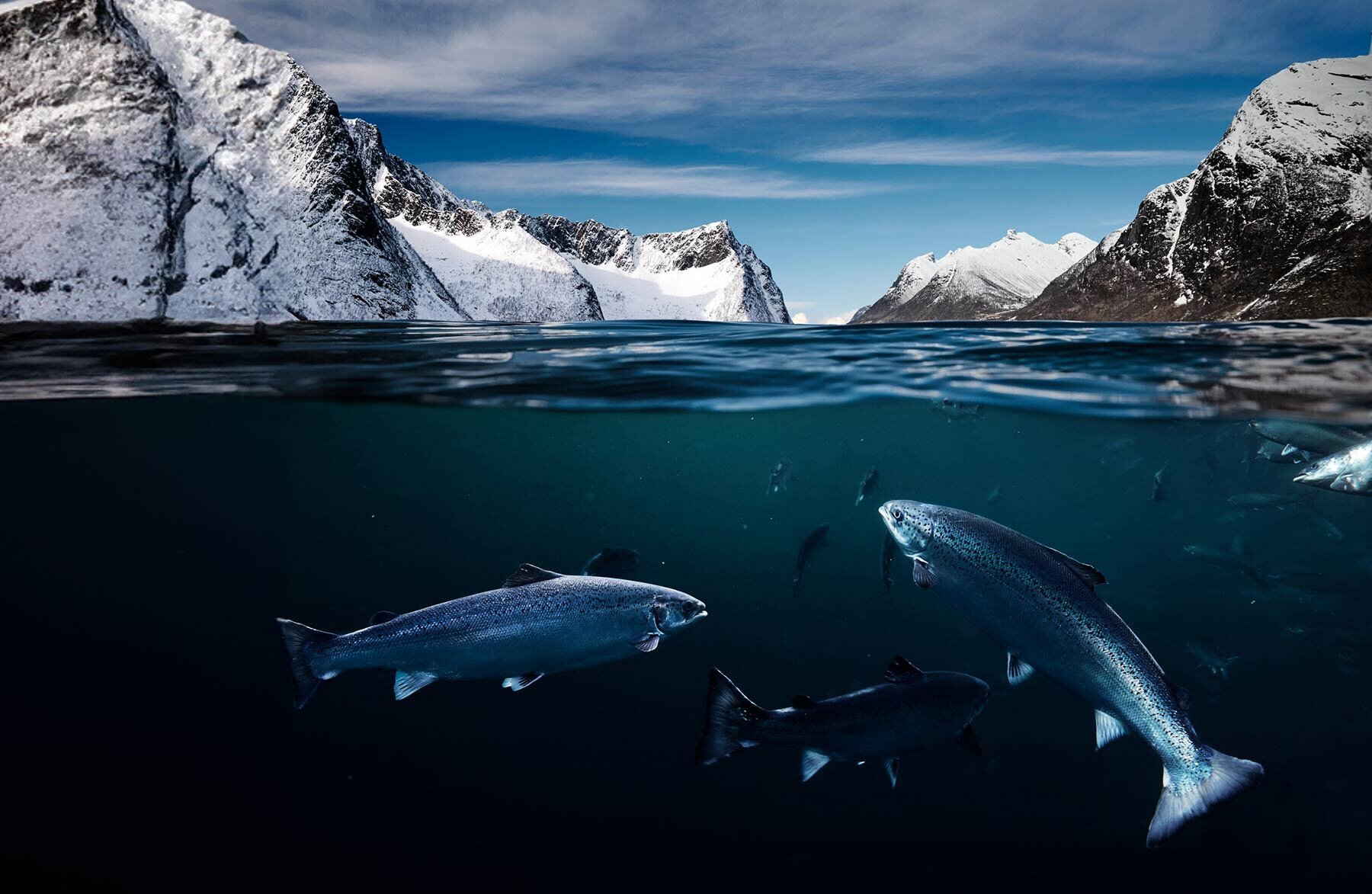 Salmón Noruego en un fiordo
